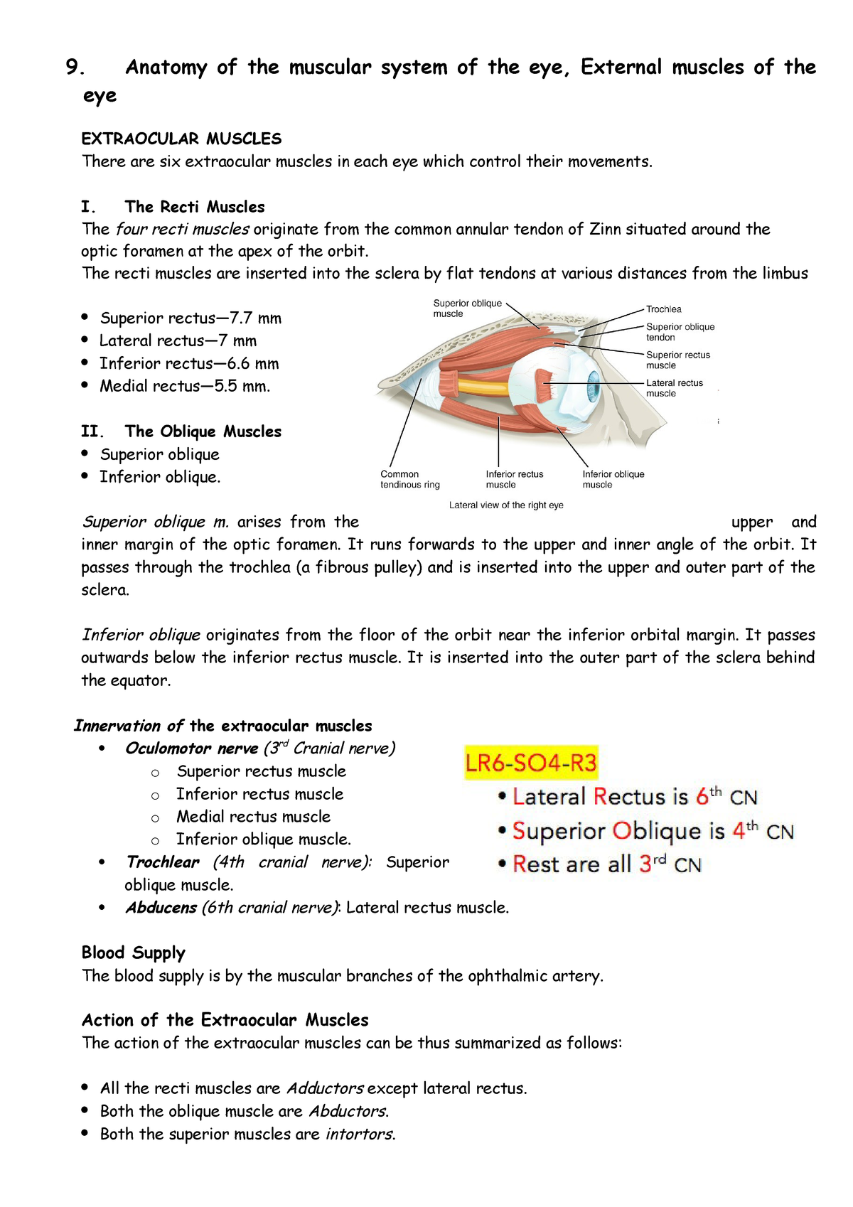 9.Anatomy of the muscular system of the eye - external muscles of the