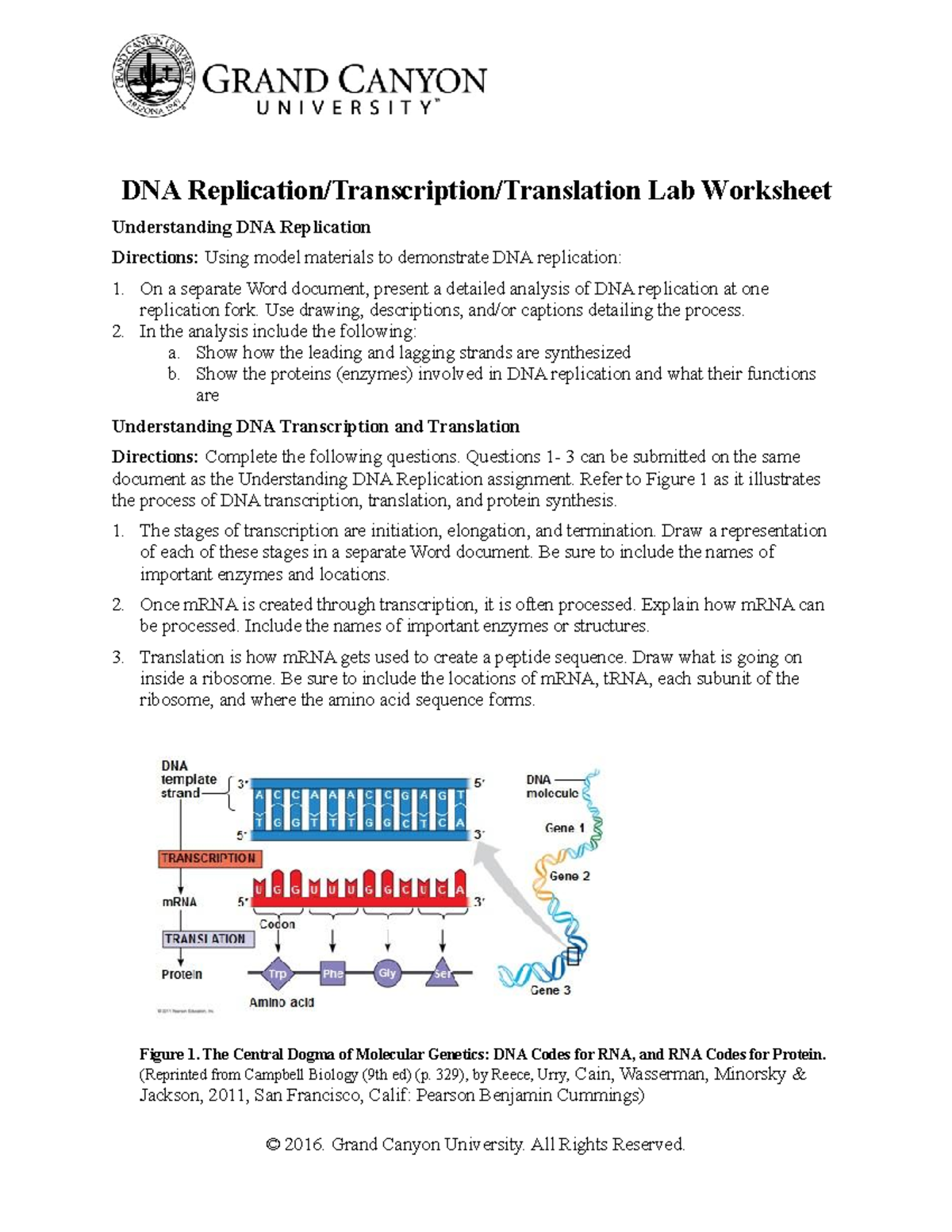 S Ochoa DNA Replication Transcriptiontranslation Lab - DNA Replication/ Transcription/Translation Lab - Studocu