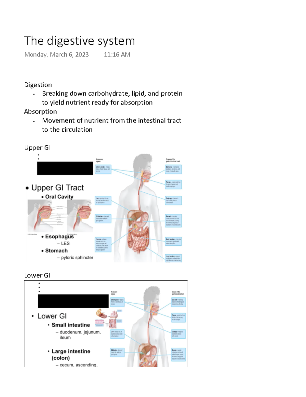 The Digestive System - Lecture Notes On The Types Of Digestion ...