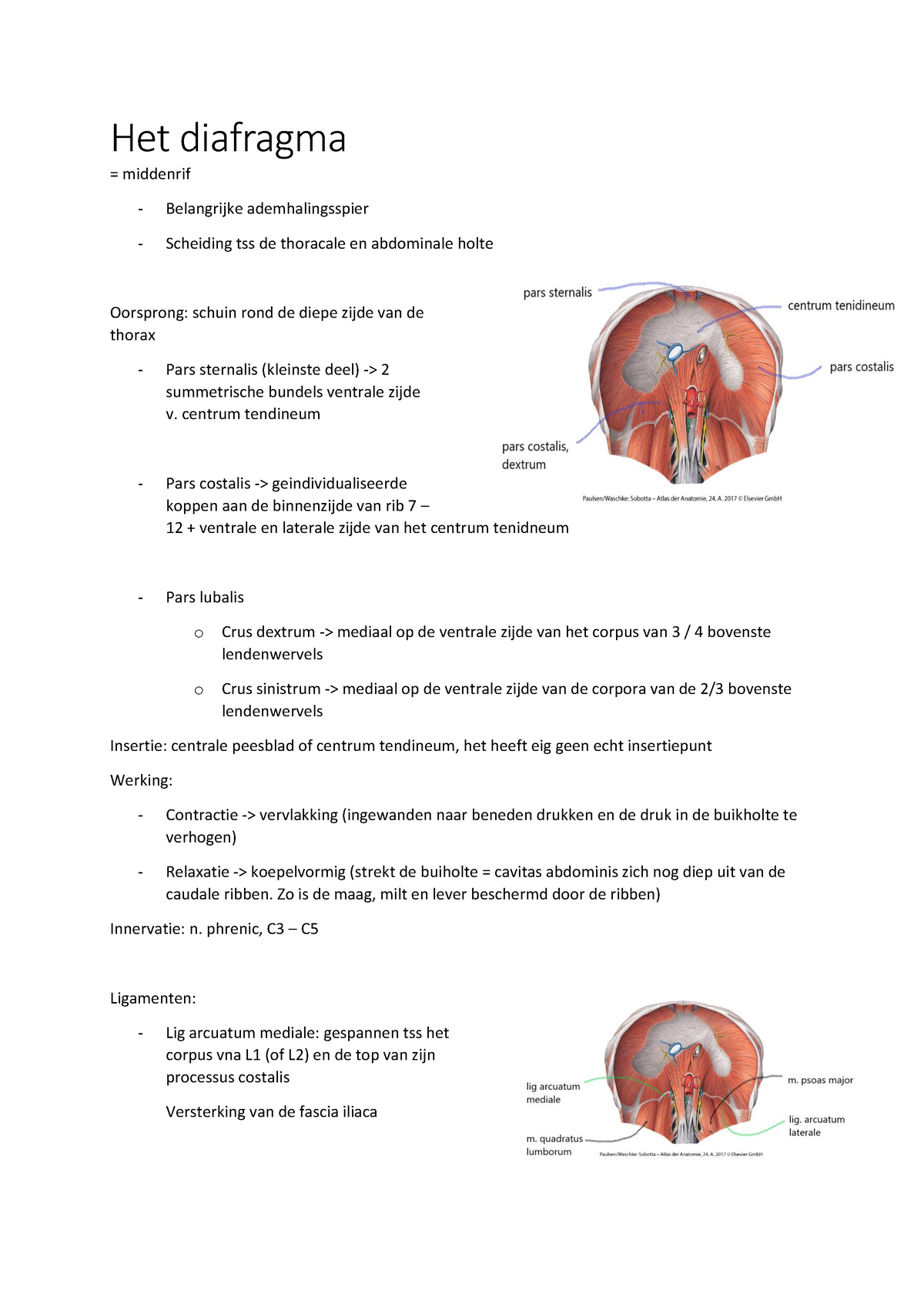 Het Diafragma - Centrum Tendineum Pars Costalis -> Geindividualiseerde ...