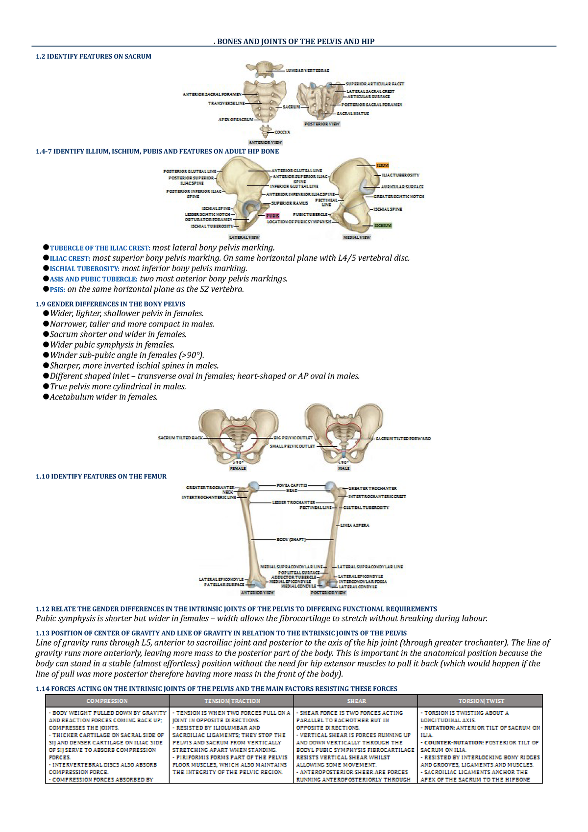 Functional Musculoskeletal Anatomy B - StuDocu