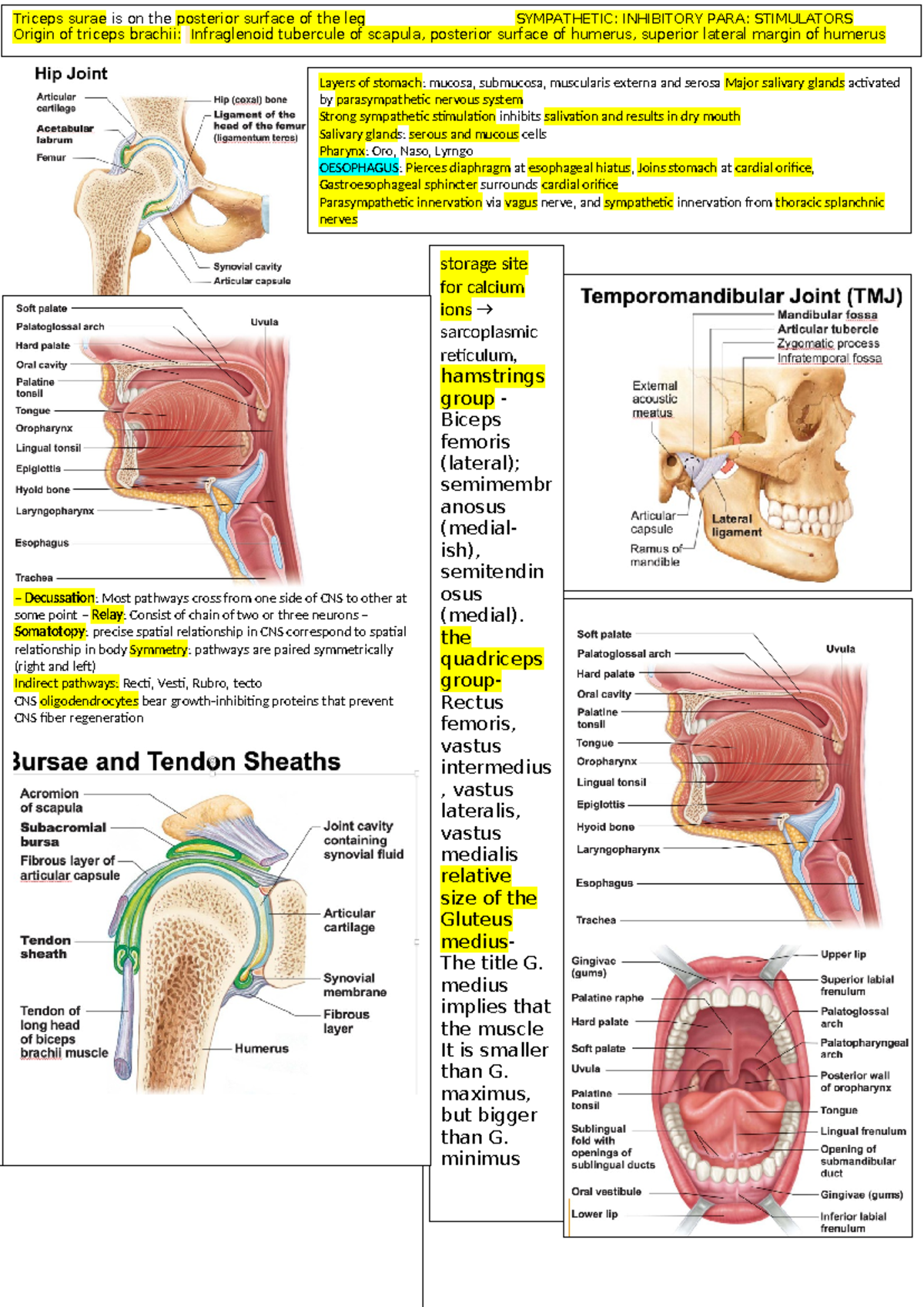 Cheat sheet - Triceps surae is on the posterior surface of the leg ...