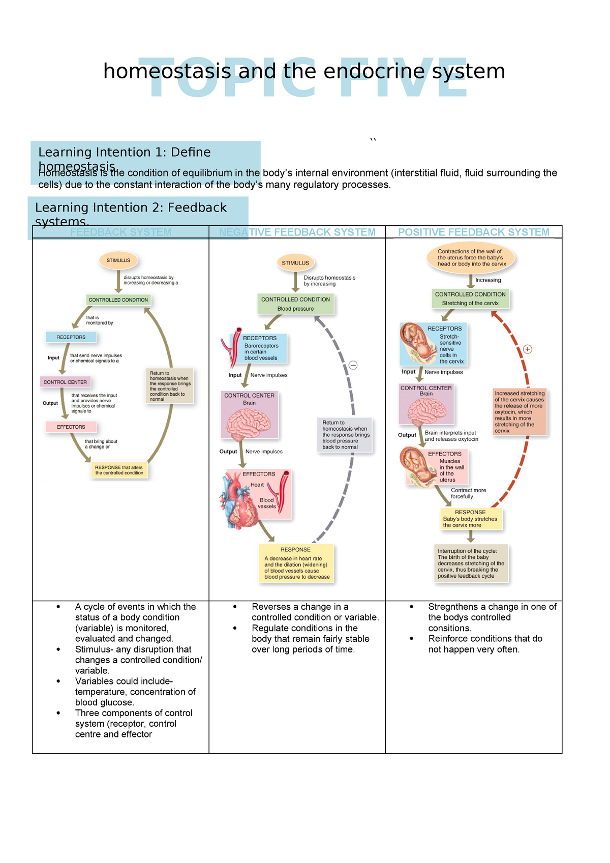 5- homeostasis and endocrine system - StuDocu
