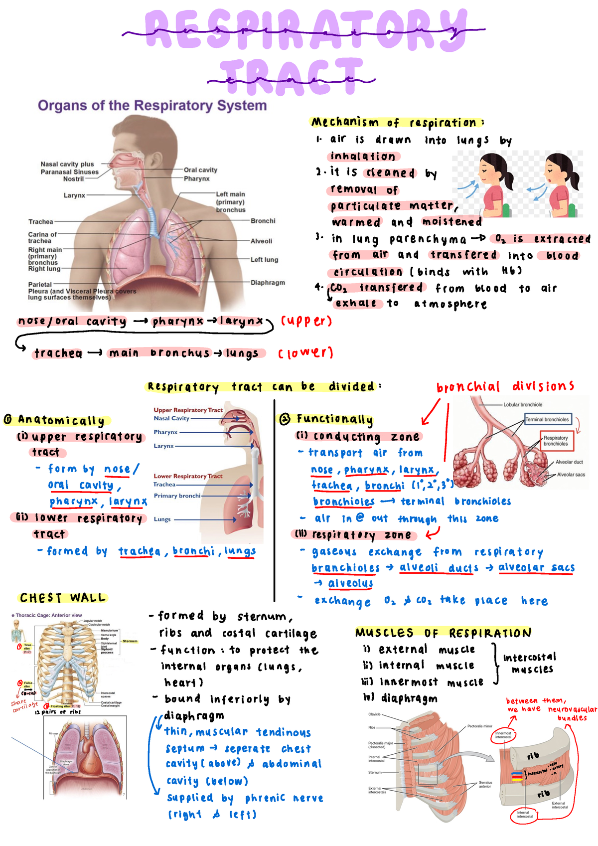 Respiratory Tract - Anatomy - Unmeaning Ivf Mechanism Of Respiration 