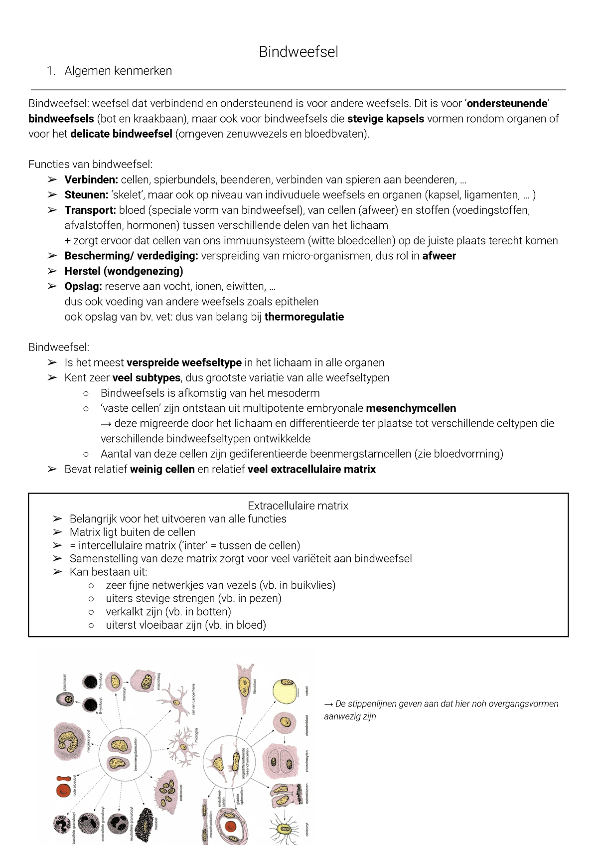 Bindweefsel Samenvatting Cursus - Bindweefsel 1. Algemen Kenmerken ...