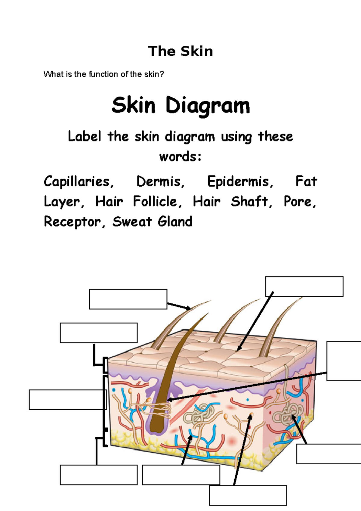 The Skin Revision - The Skin What Is The Function Of The Skin? Skin 