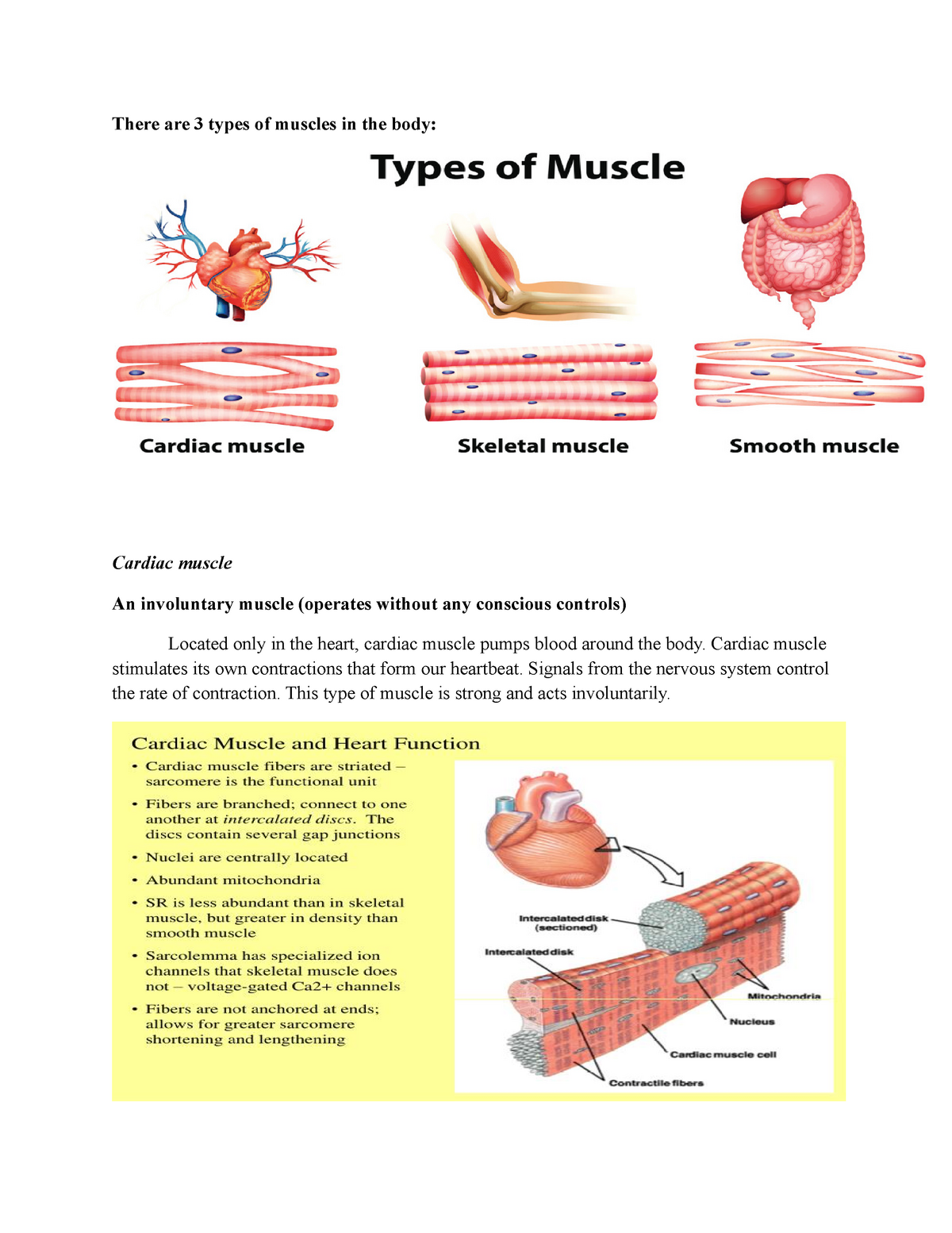 There are 3 types of muscles in the body - Cardiac muscle stimulates ...