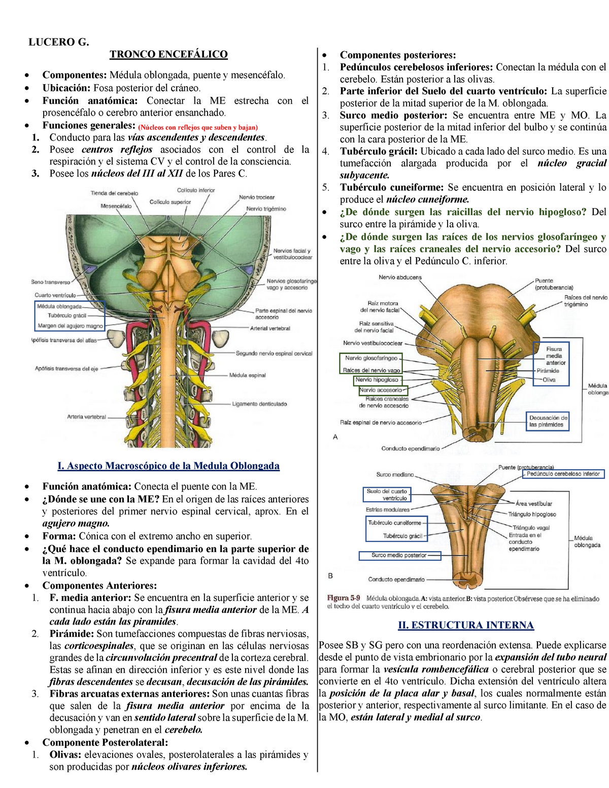 2. Resumen Tronco Cerebral LUCERO G. TRONCO Componentes oblongada