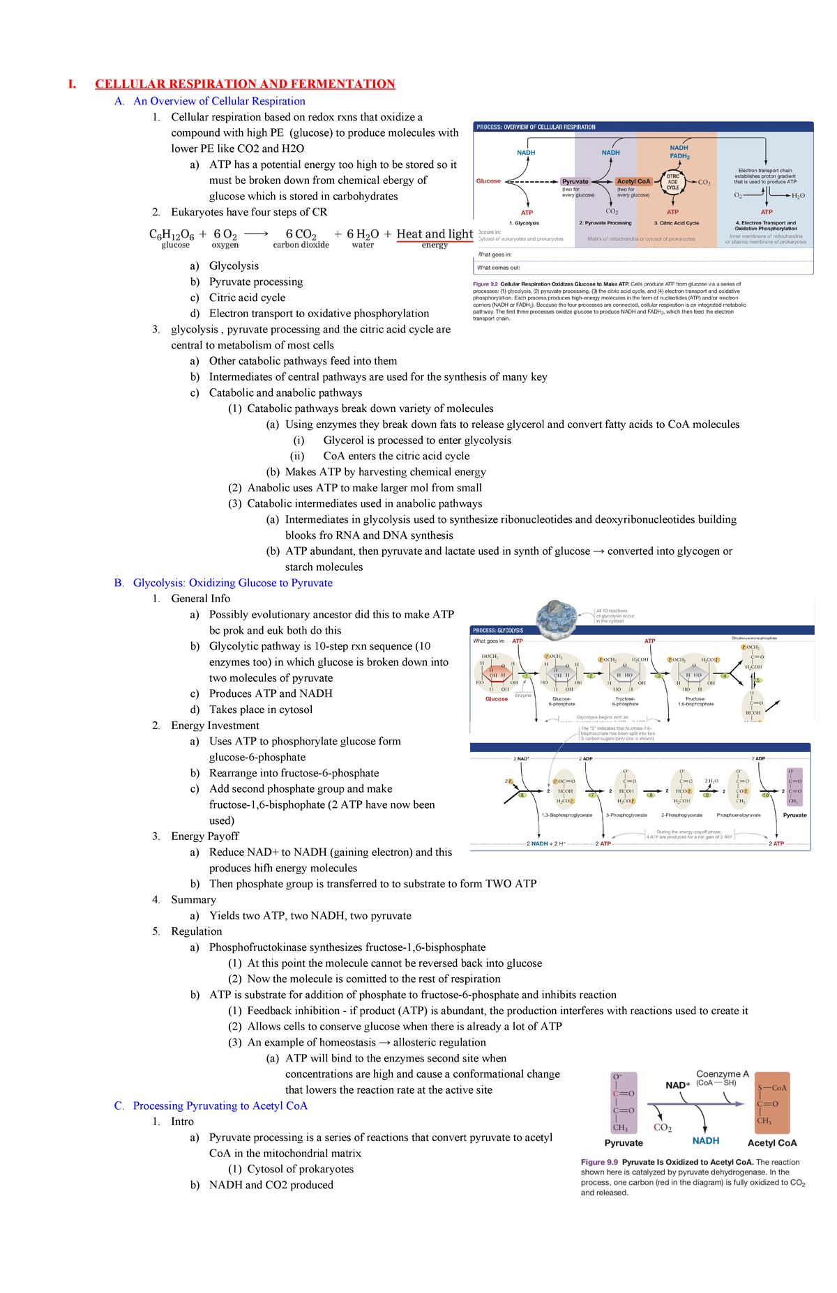 Exam 3 Study Guide - Abreu (2019-2020 Fall) - I. CELLULAR RESPIRATION ...