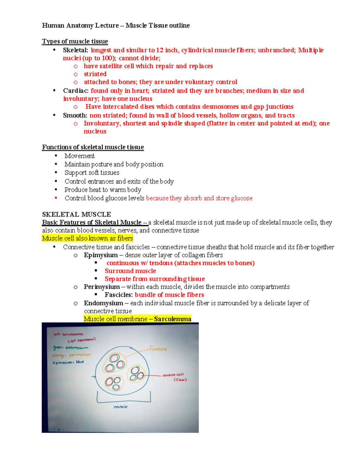 Muscle Lecture 1 - Human Anatomy Lecture – Muscle Tissue Outline Types ...