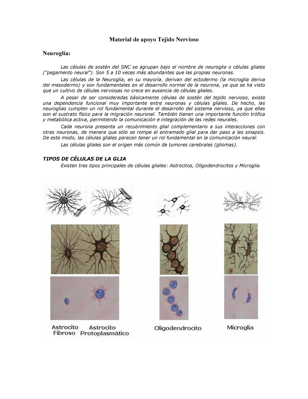 tipos de neuroglia