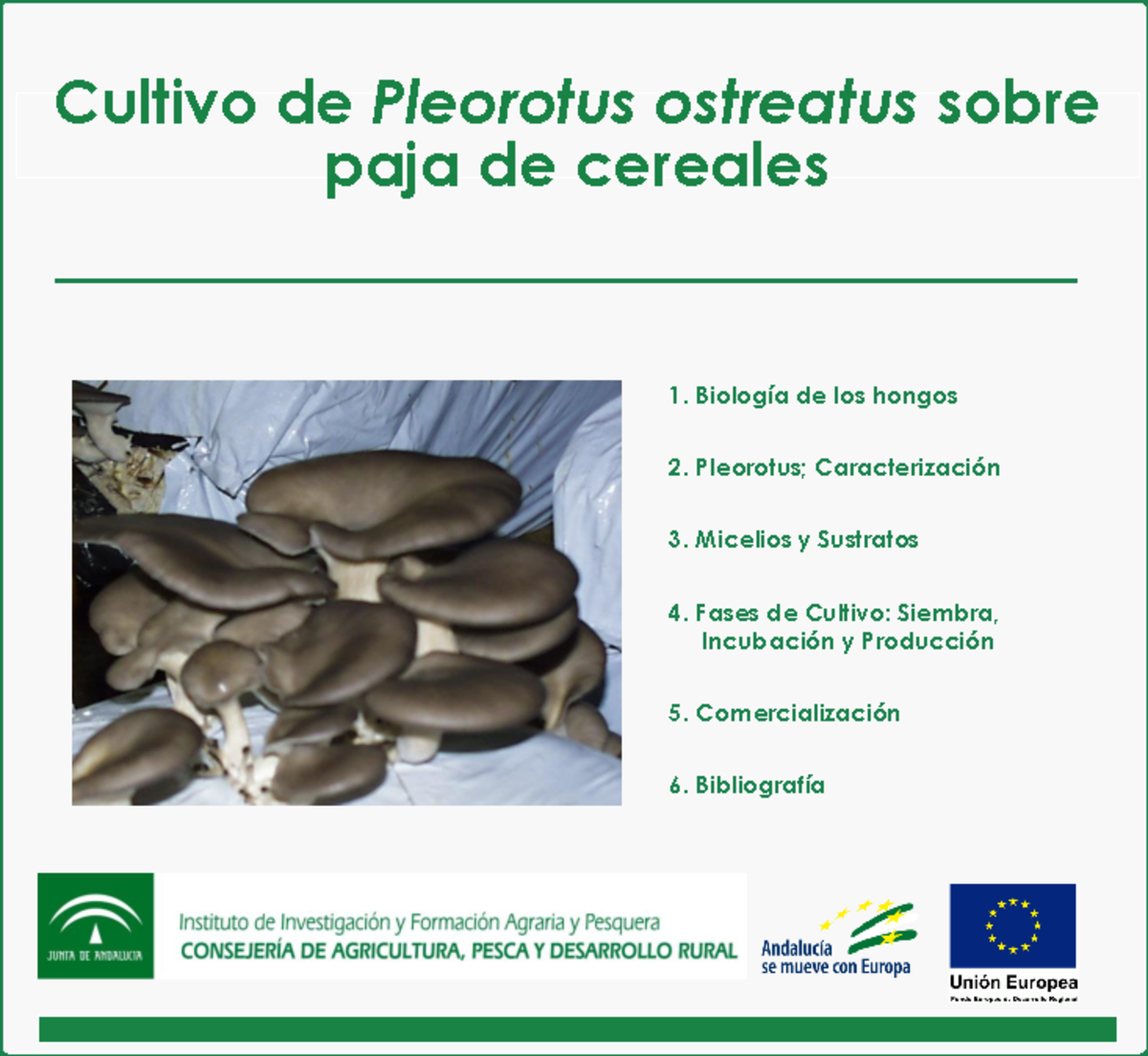 Cultivo De Pleorotus Sobre Paja De Cerales V3 - Cultivo De Pleorotus ...