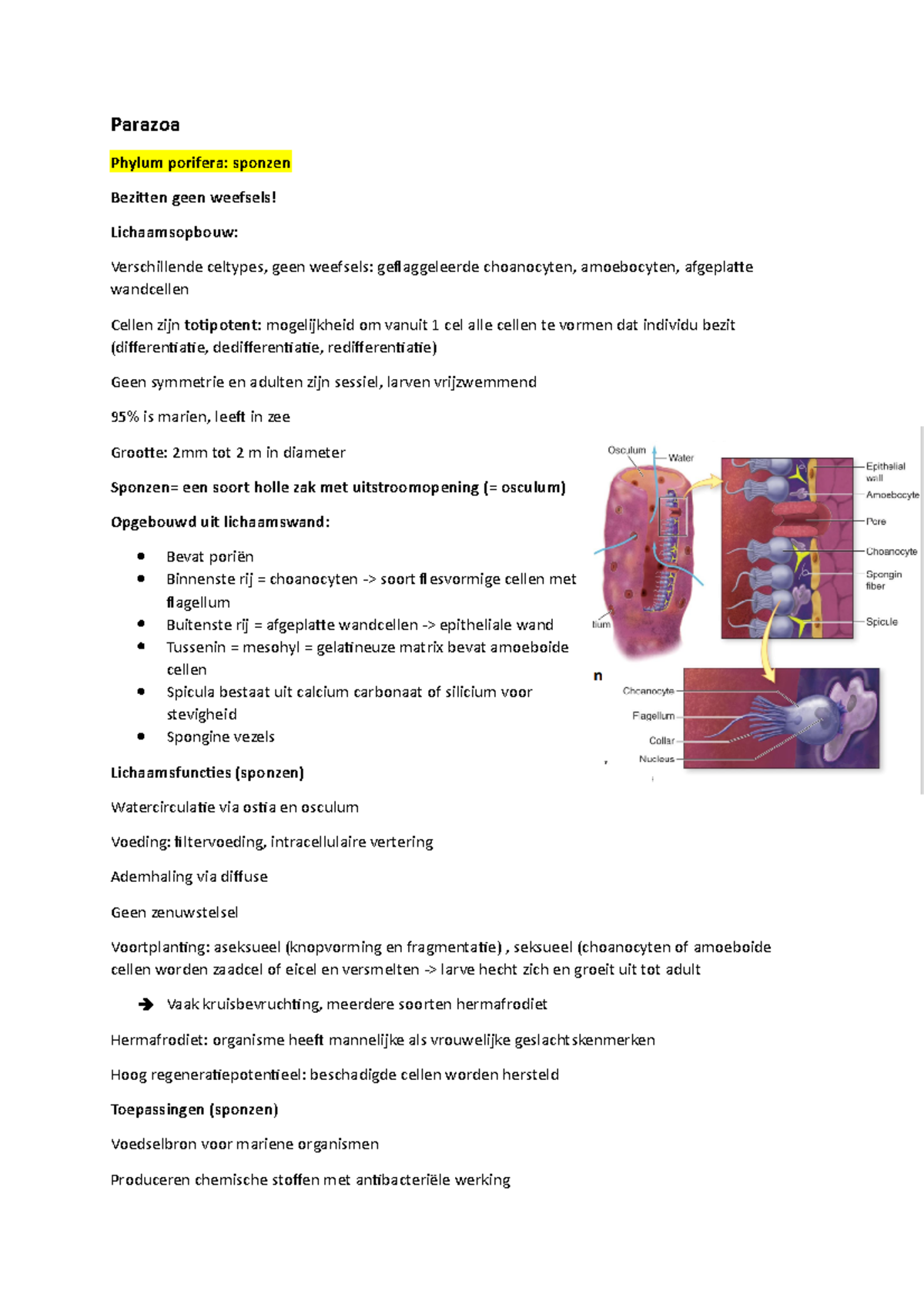 Sponzen en neteldieren - Parazoa Phylum porifera: sponzen Bezitten geen ...