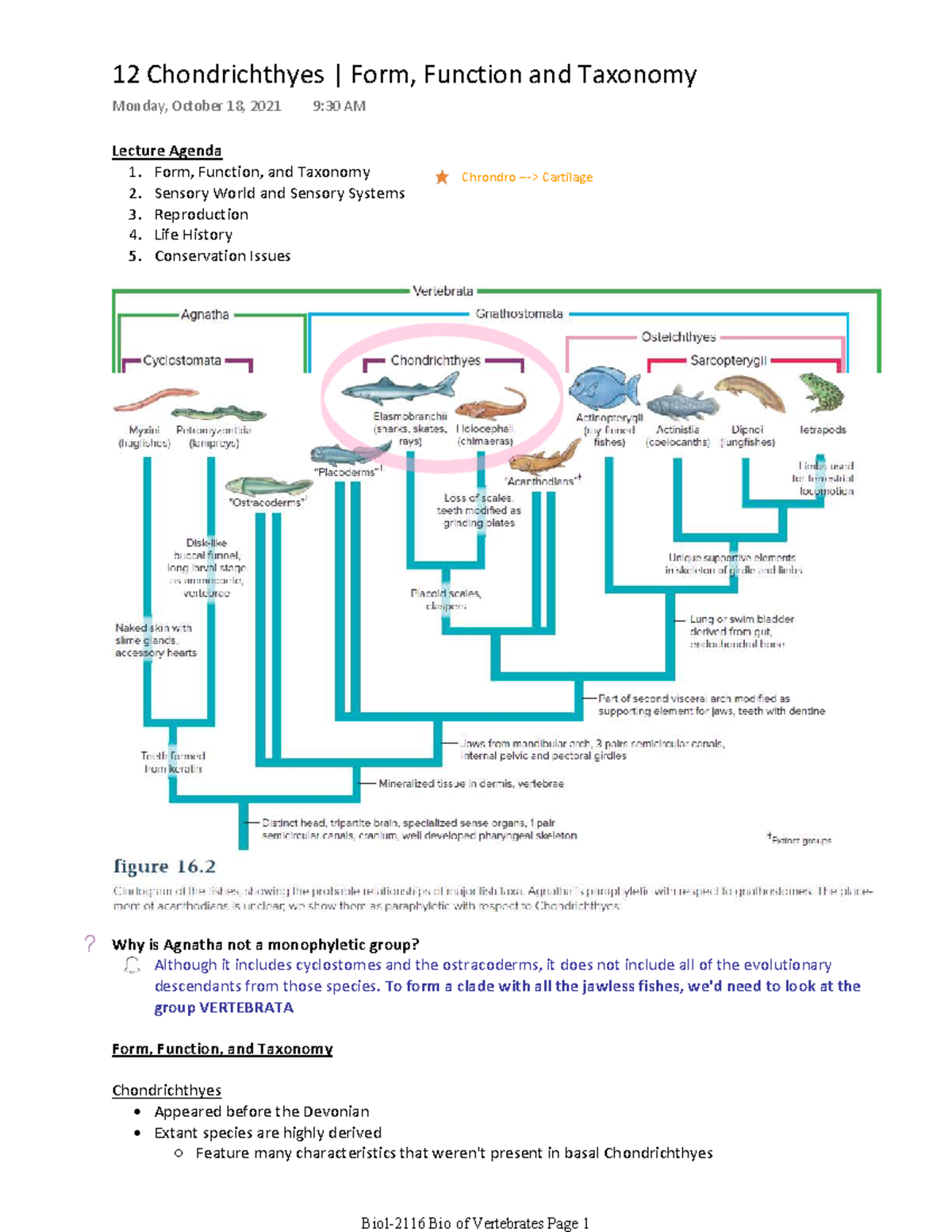 12 Chondrichthyes - BIOL-2116 - U of W - Studocu