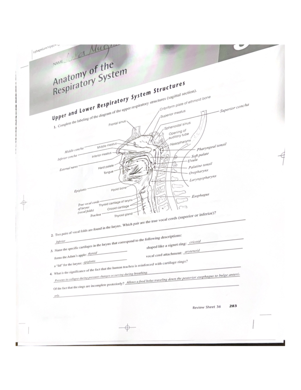 Anatomy of the respiratory system review sheet exercise 36 - BIOLOGY ...