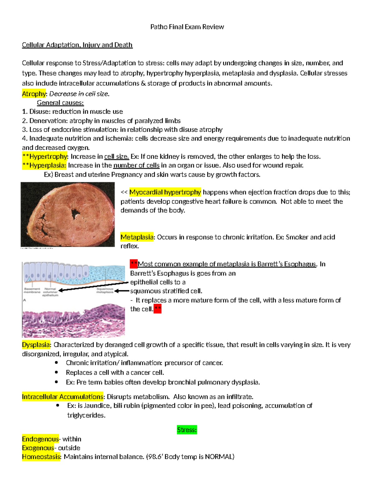 Patho Final Exam Review - Patho Final Exam Review Cellular Adaptation ...