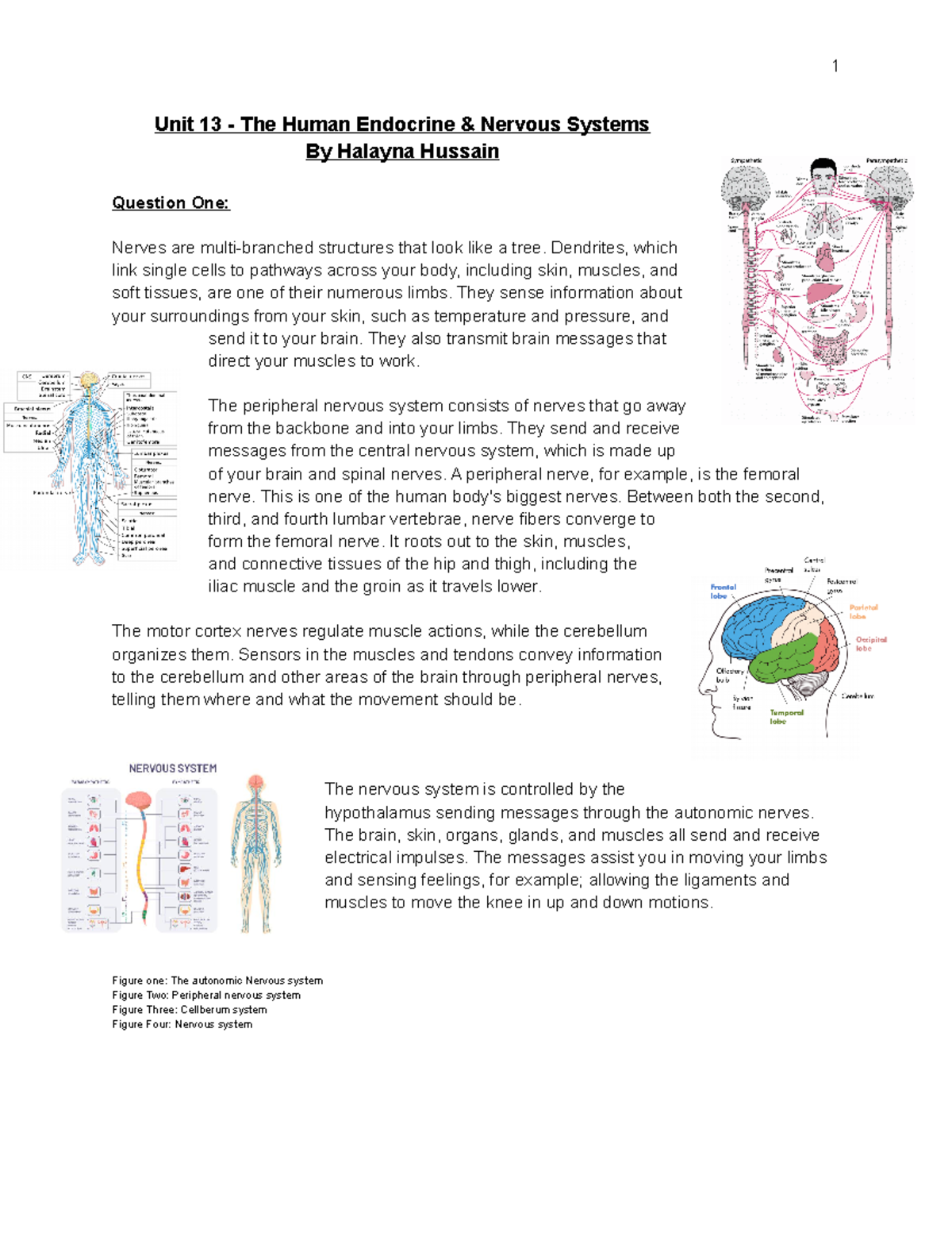 Unit The Human Endocrine Nervous Systems Final Unit The Human Endocrine Nervous