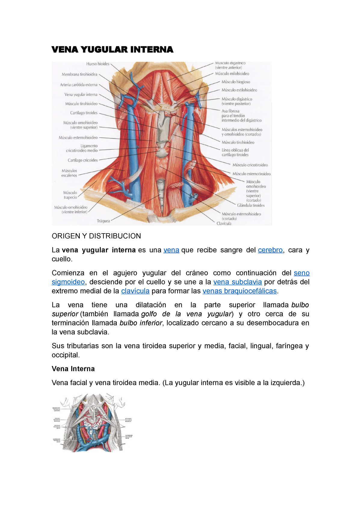 relaciones de la vena yugular interna