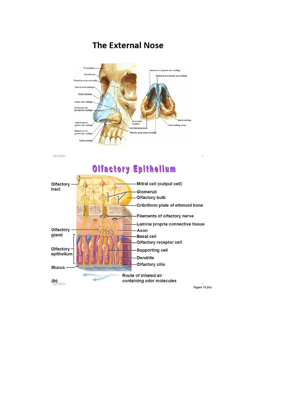 Nose diagrams - blood supply of the nose - anatomy - Studocu