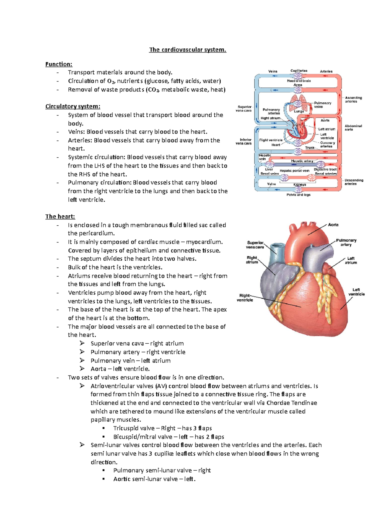 The cardiovascular system - Funcion: - Transport materials around the ...