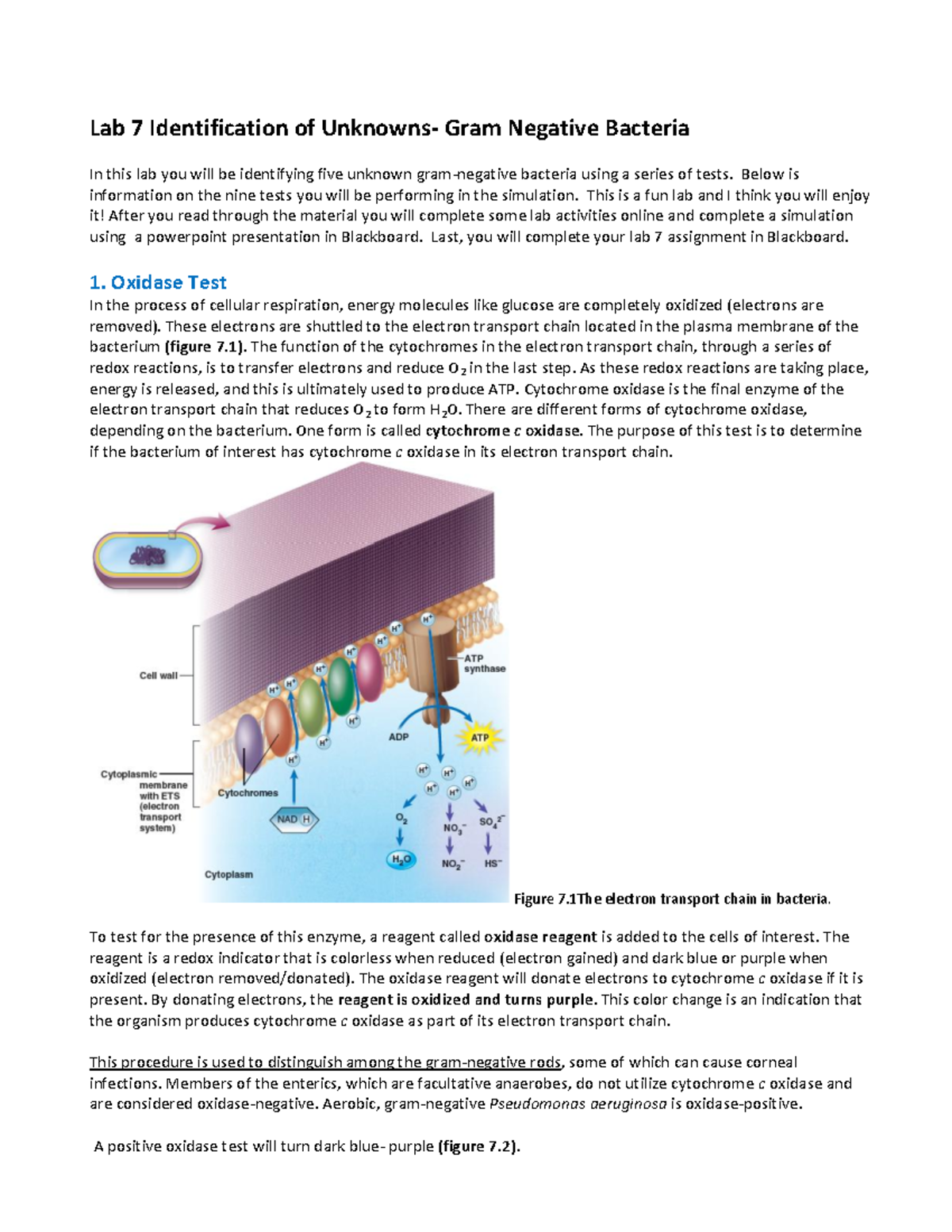 Lab 7 Unknowns Gram Negative - Lab 7 Identification of Gram Negative ...