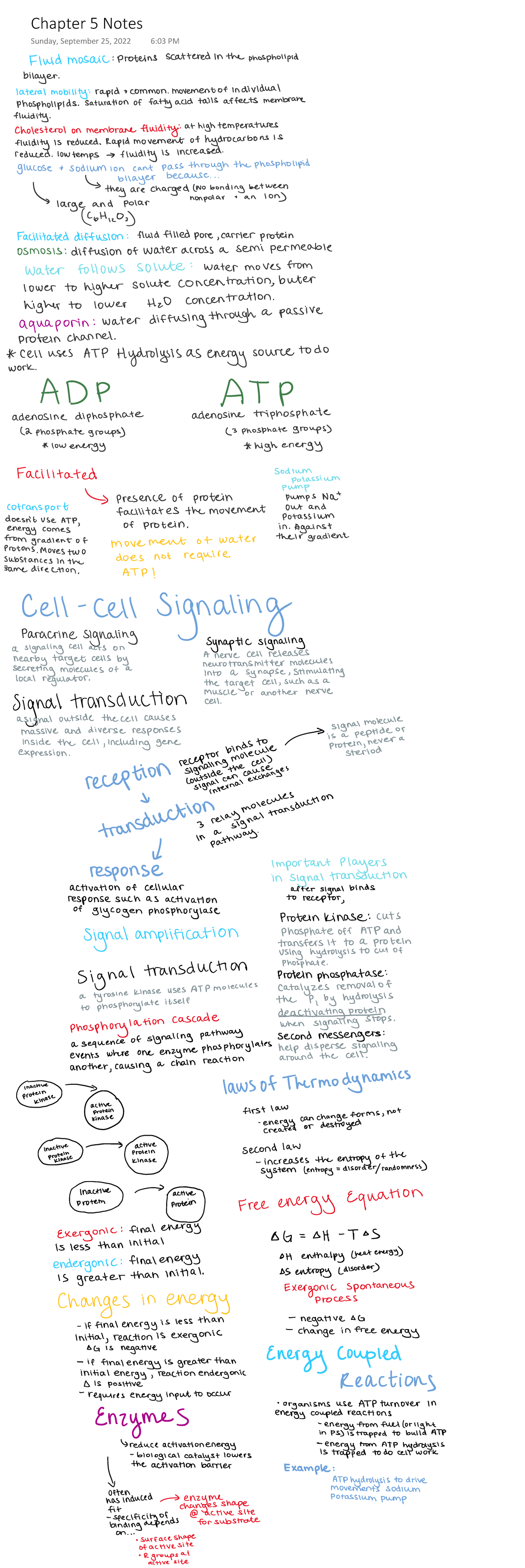 Chapter 5 Notes - BIO 311C - Chapter 5 Notes Sunday, September 25, 2022 ...