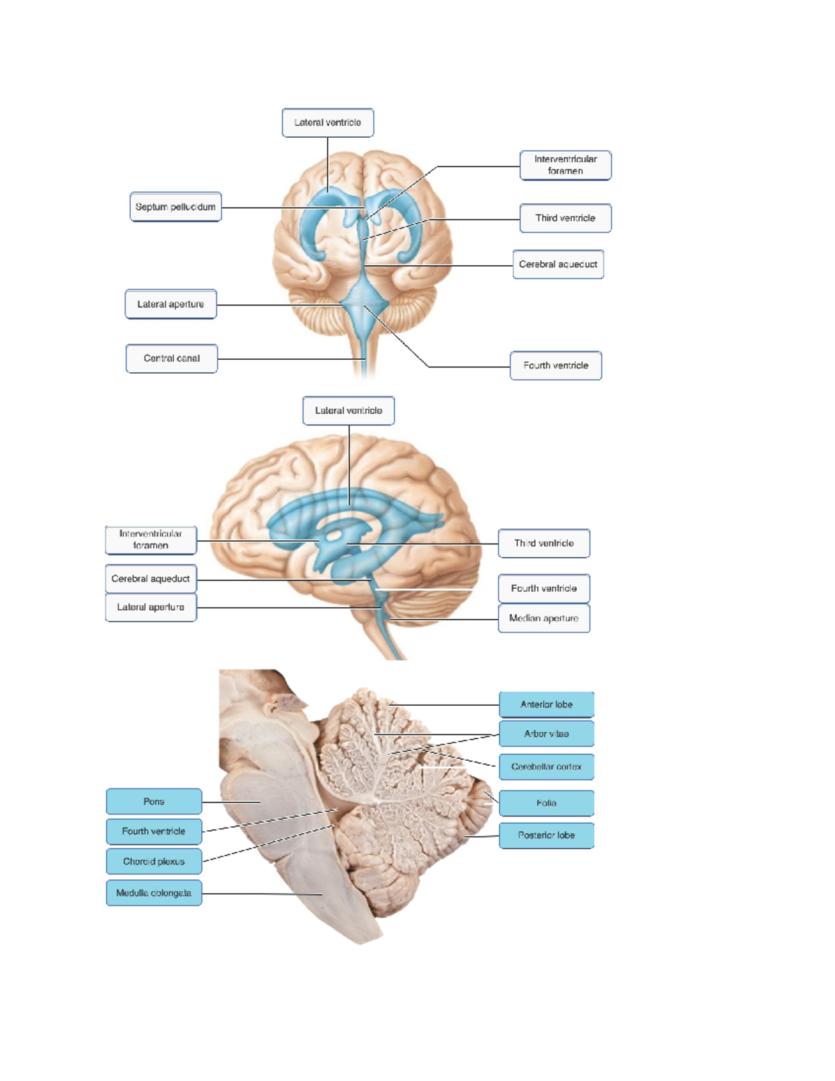 Chapter 12 Pearson Notes - HAN 200 - a. arachnoid villus b. cerebral ...