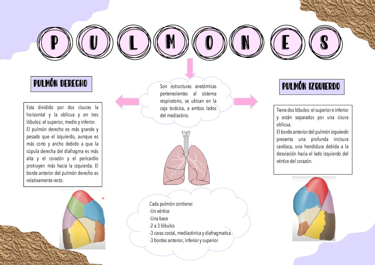 Mapa Conceptual Ca Pulmonar Epidemiologia Unibe Studocu | Porn Sex Picture