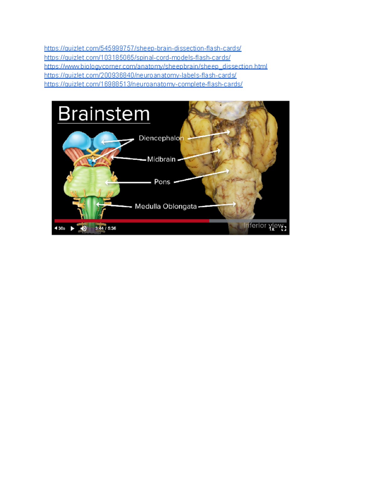 Brainstem - lab notes - HSCI 1105 - quizlet/545999757/sheep-brain ...