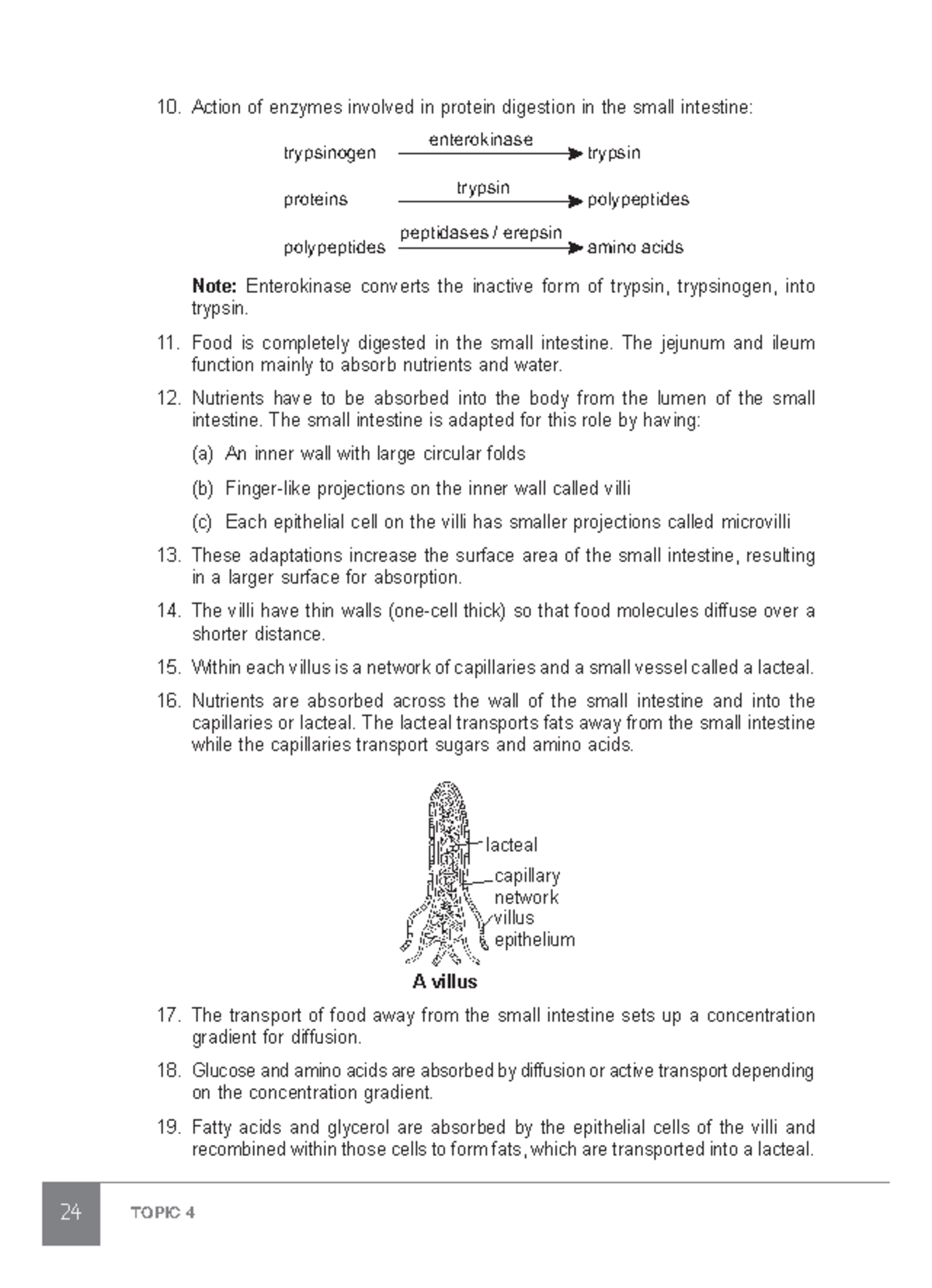 30 - hello - 24 TOPIC 4 Action of enzymes involved in protein digestion ...