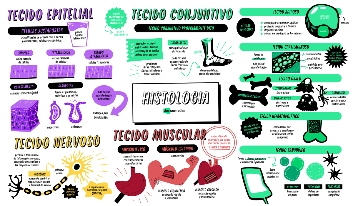 Histologia Humana - Resumo Dos Tecidos Humanos E Suas Funções ...