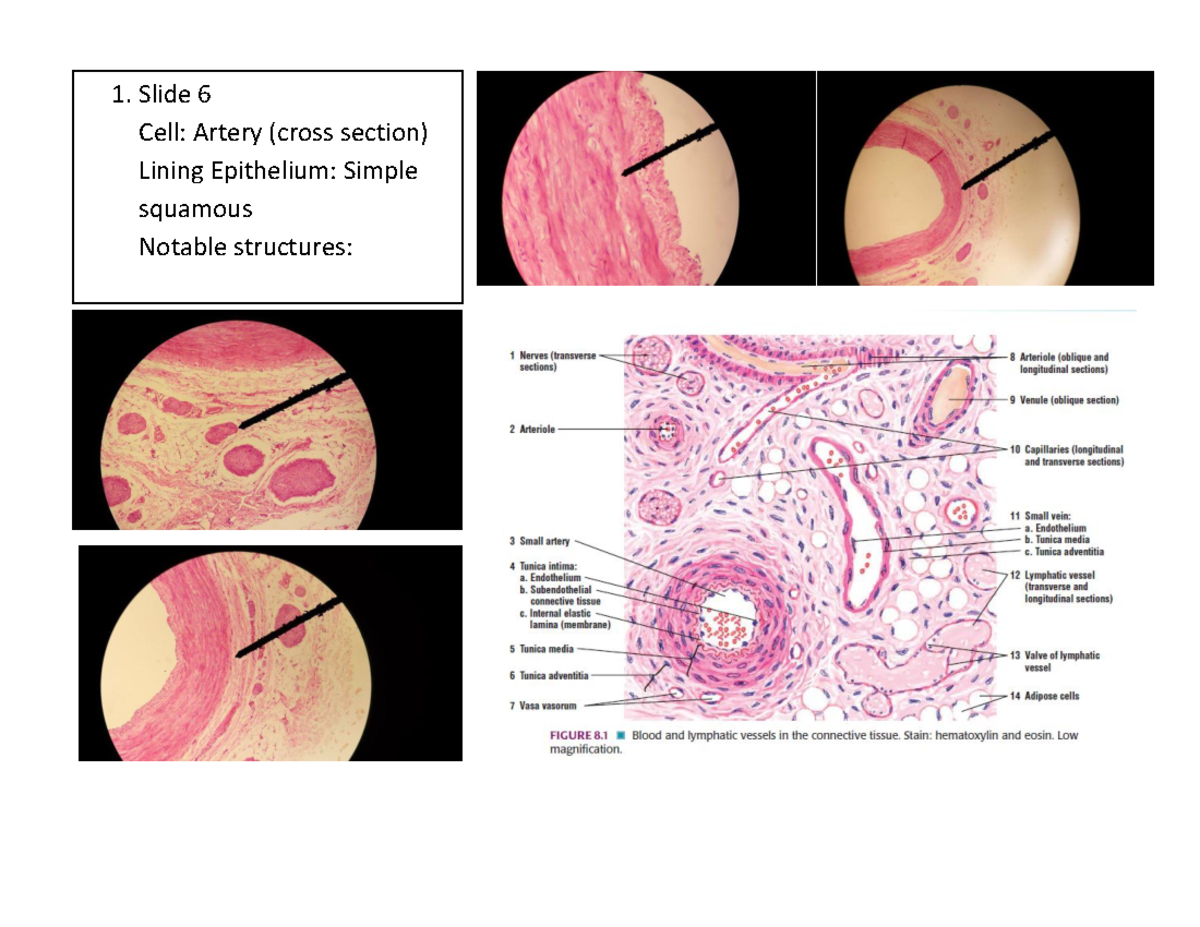 Histology Reviewer Epithelium and Glands 1 6 Cell Artery (cross