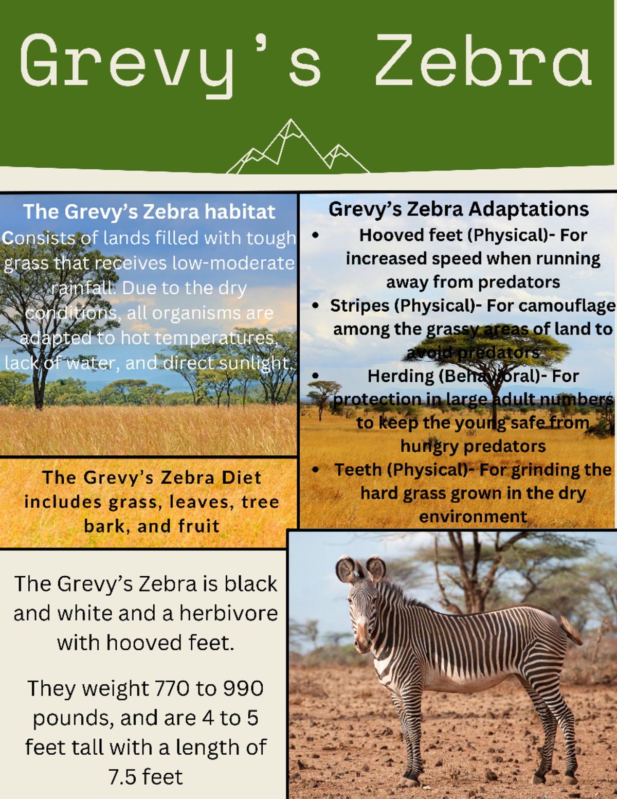 grevys zebra presentation - Studocu