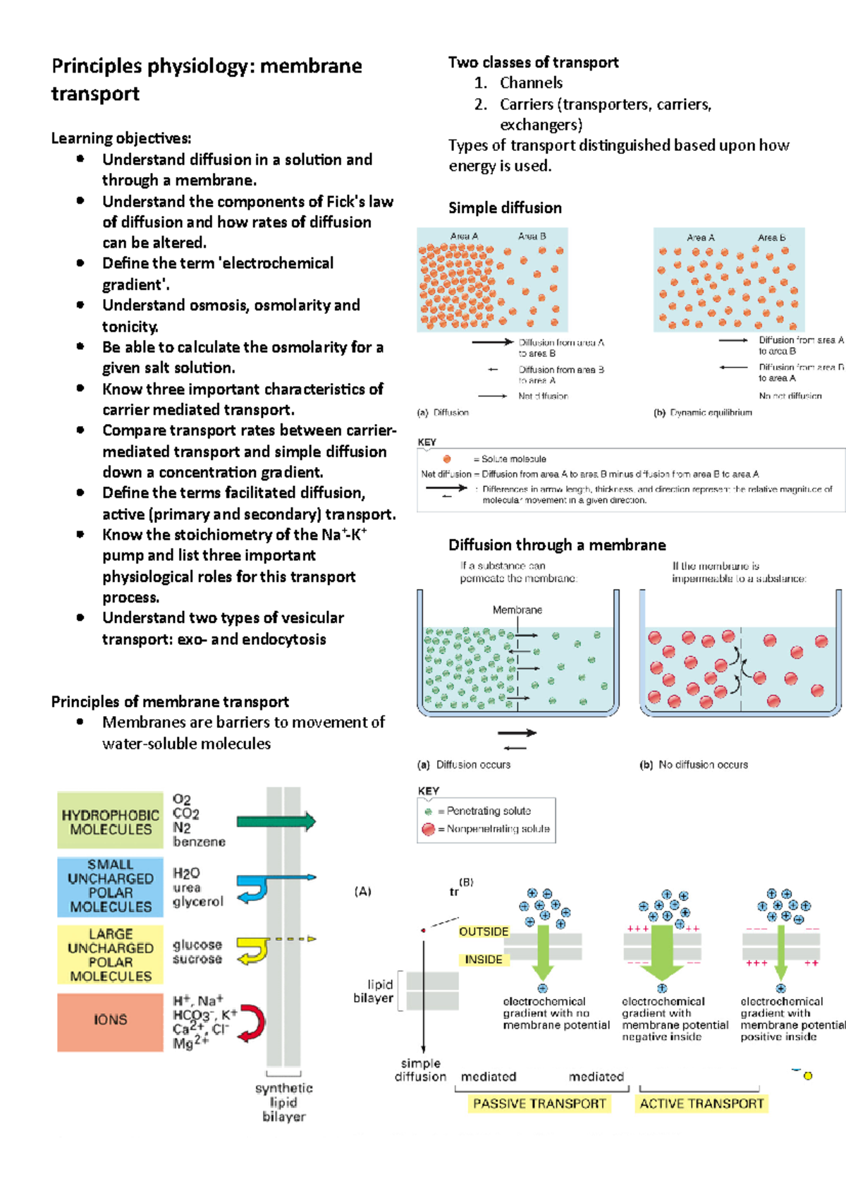 Membrane transport - Principles physiology: membrane transport Learning ...