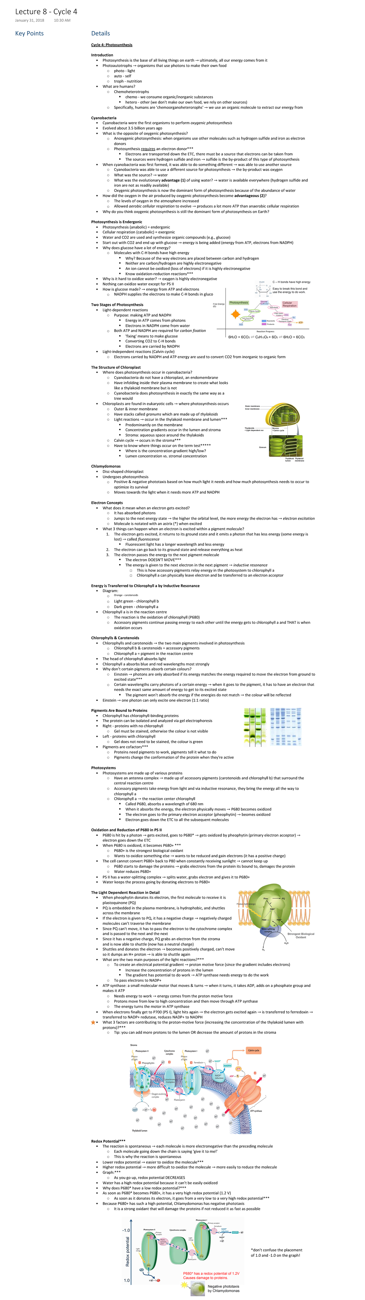 Lecture 8 - Cycle 4 - Key Points Details Cycle 4: Photosynthesis ...
