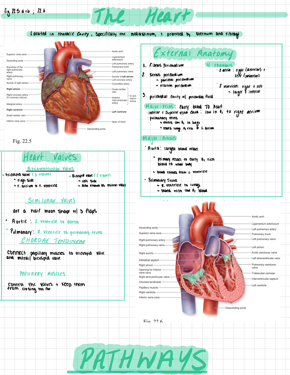 Heart Study Guide - fig. 22 + b;22. The Heart Located in thoracic ...