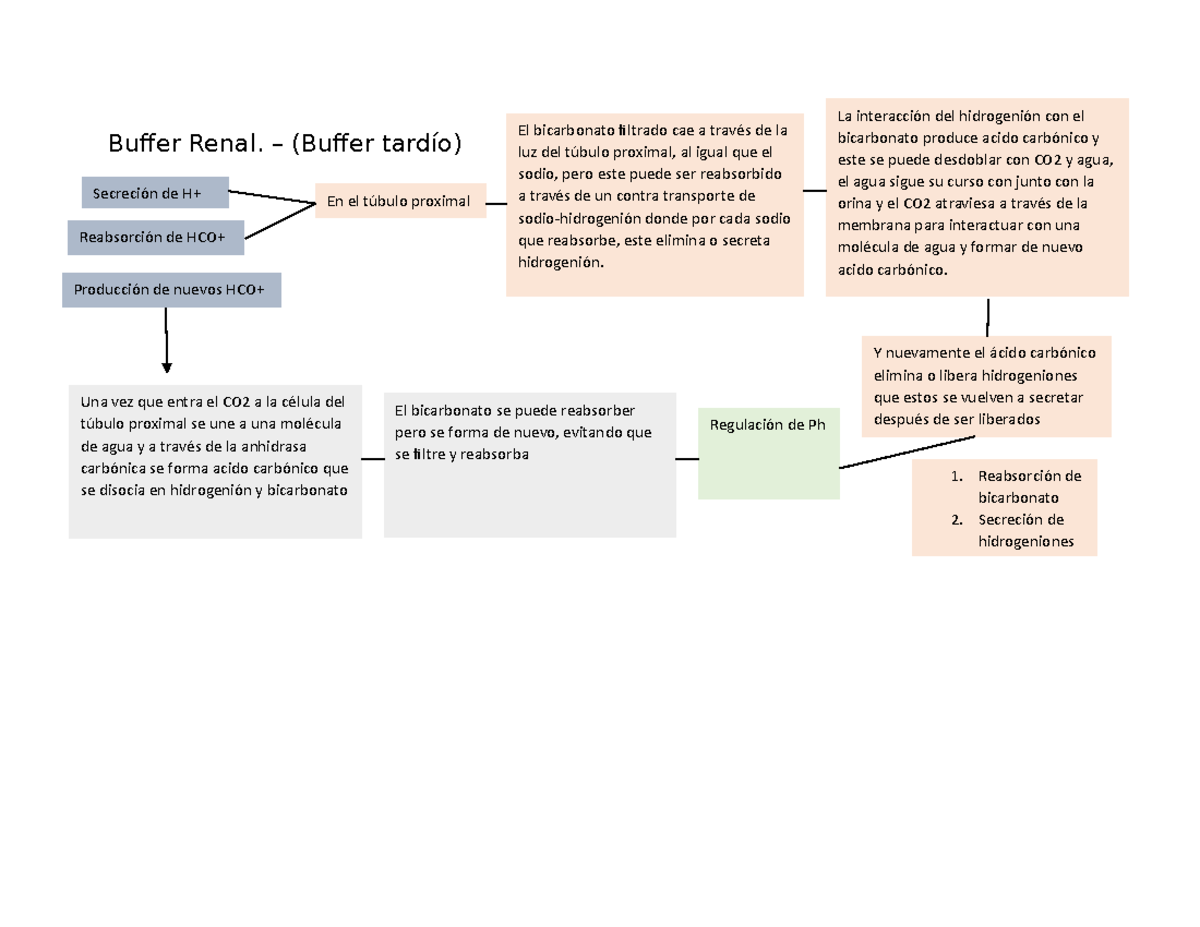 Bioquimica buffer renal - Buffer Renal. – (Buffer tardío) La ...
