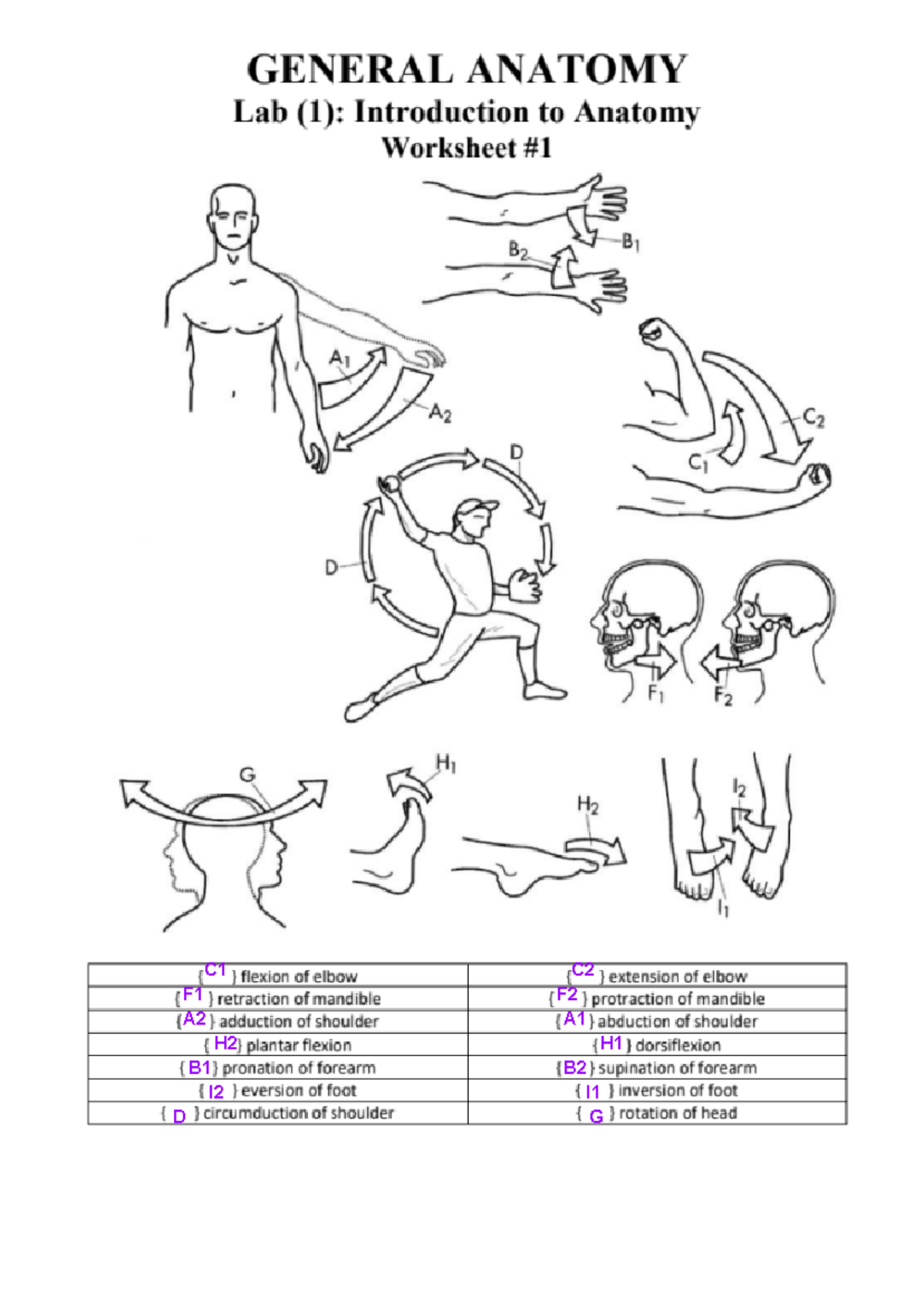 Worksheet 1 Anatomy D G L J M K N ` F E Y F E D I A G I C F I D F B F I I H I D F O I C1 C