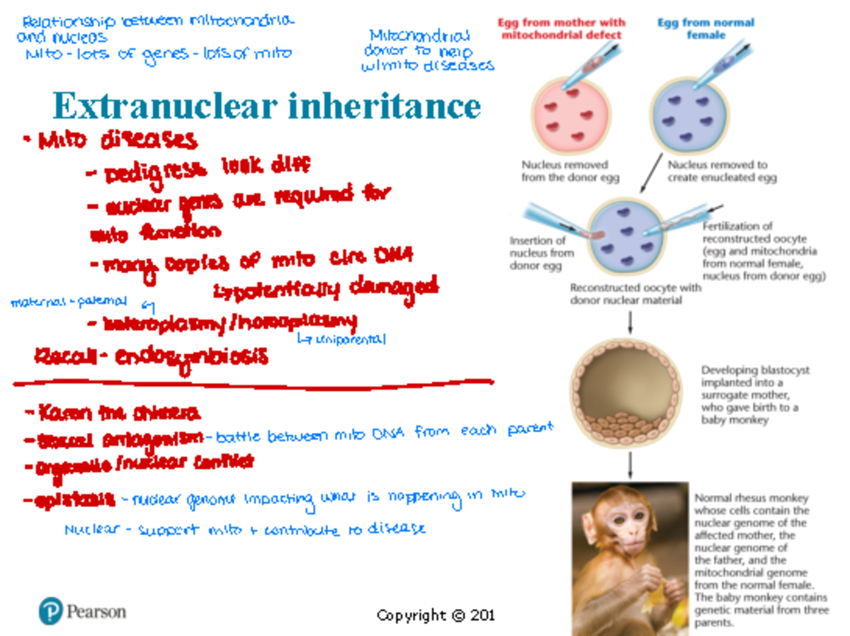 Extranuclear inheritance - Extranuclear inheritance ...