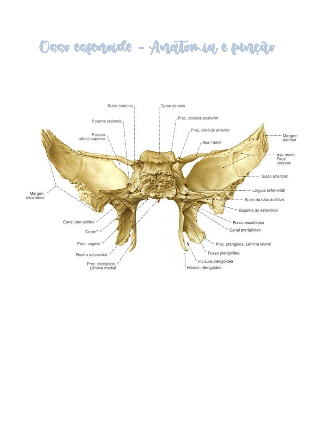 Osso Esfenoide - Apresenta Uma Estrutura Composta Por Tecido Ûsseo ...