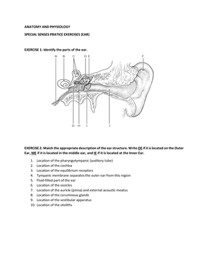 Anatomy Special Senses Practice Quiz 2 - UST CCM4: ANATOMY AND ...