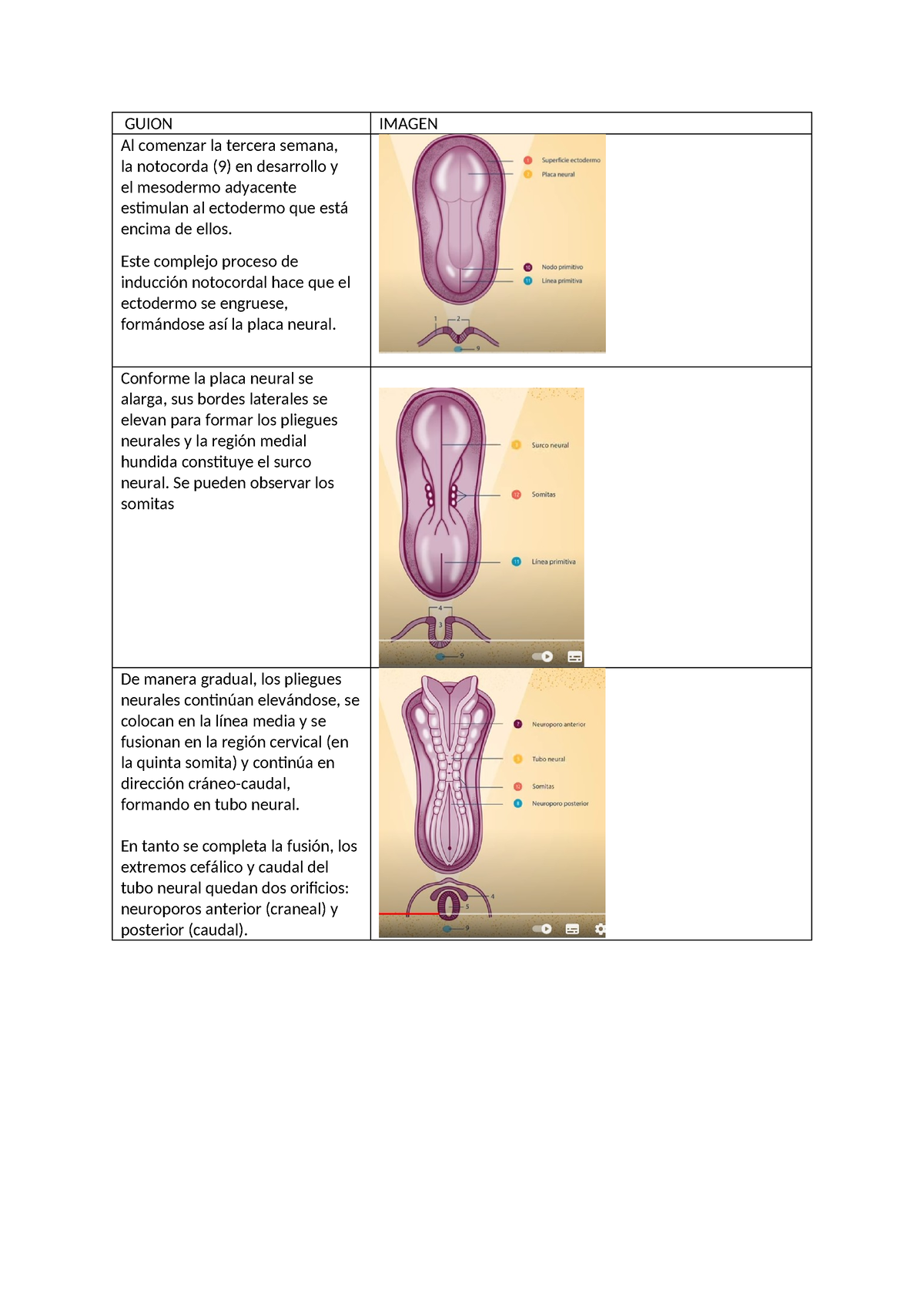 (2) Neurulacion - Resumen Embriología - GUION IMAGEN Al comenzar la ...