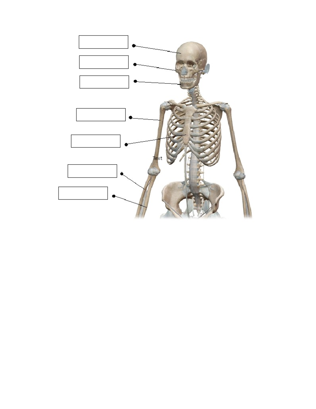 Lab Axial and Appendicular skeleton - Tagged - CHM101 - Text Text ...