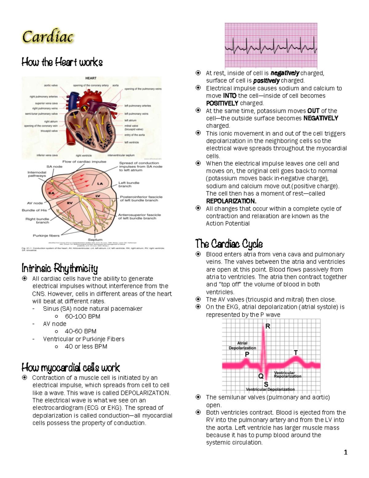 High Acuity Exam 1 - Notes - Cardiac How the Heart works Intrinsic ...