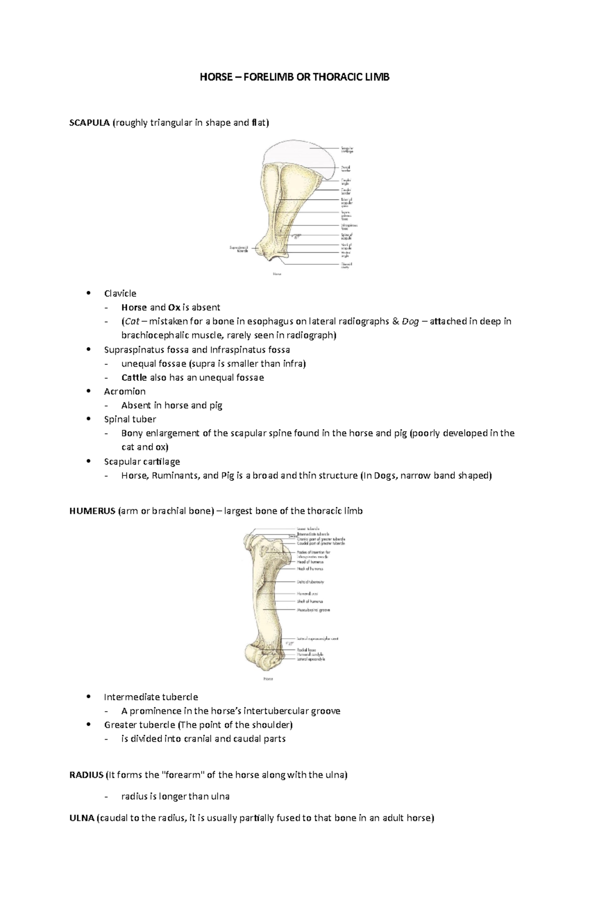 Horse and Duck Forelimb - HORSE – FORELIMB OR THORACIC LIMB SCAPULA ...