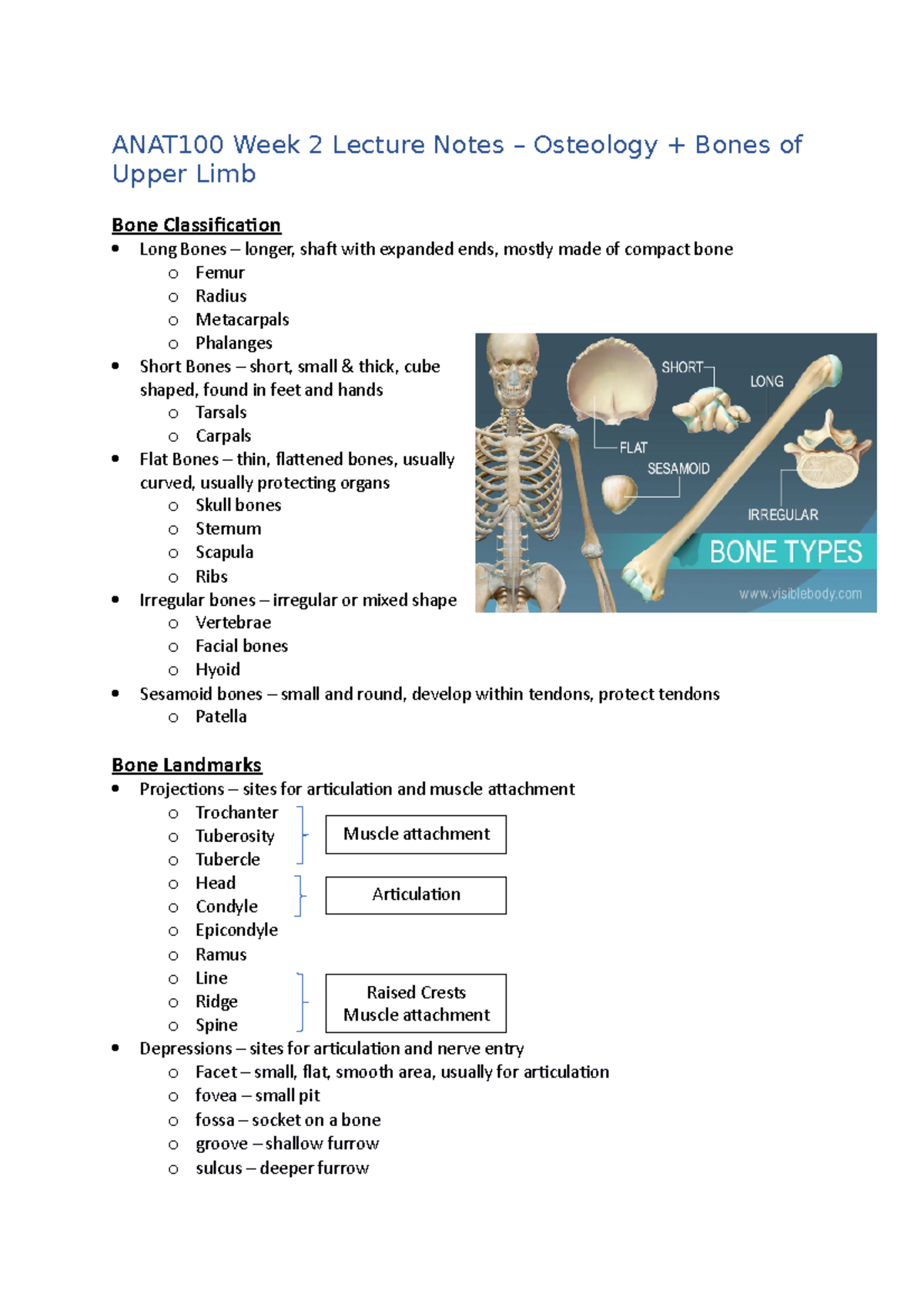 ANAT100 Week 2 Lecture Notes - ANAT100 Week 2 Lecture Notes – Osteology ...