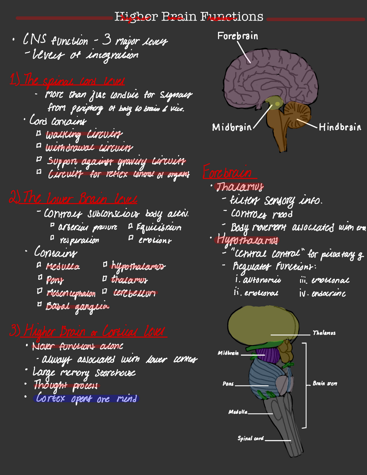 What Is Associated With Higher Brain Function