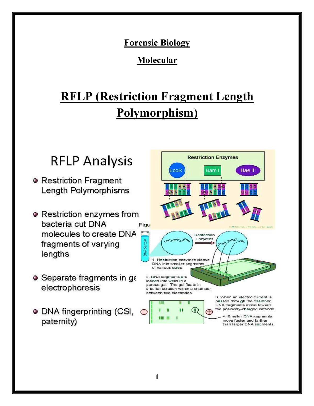 restriction fragment length polymorphism