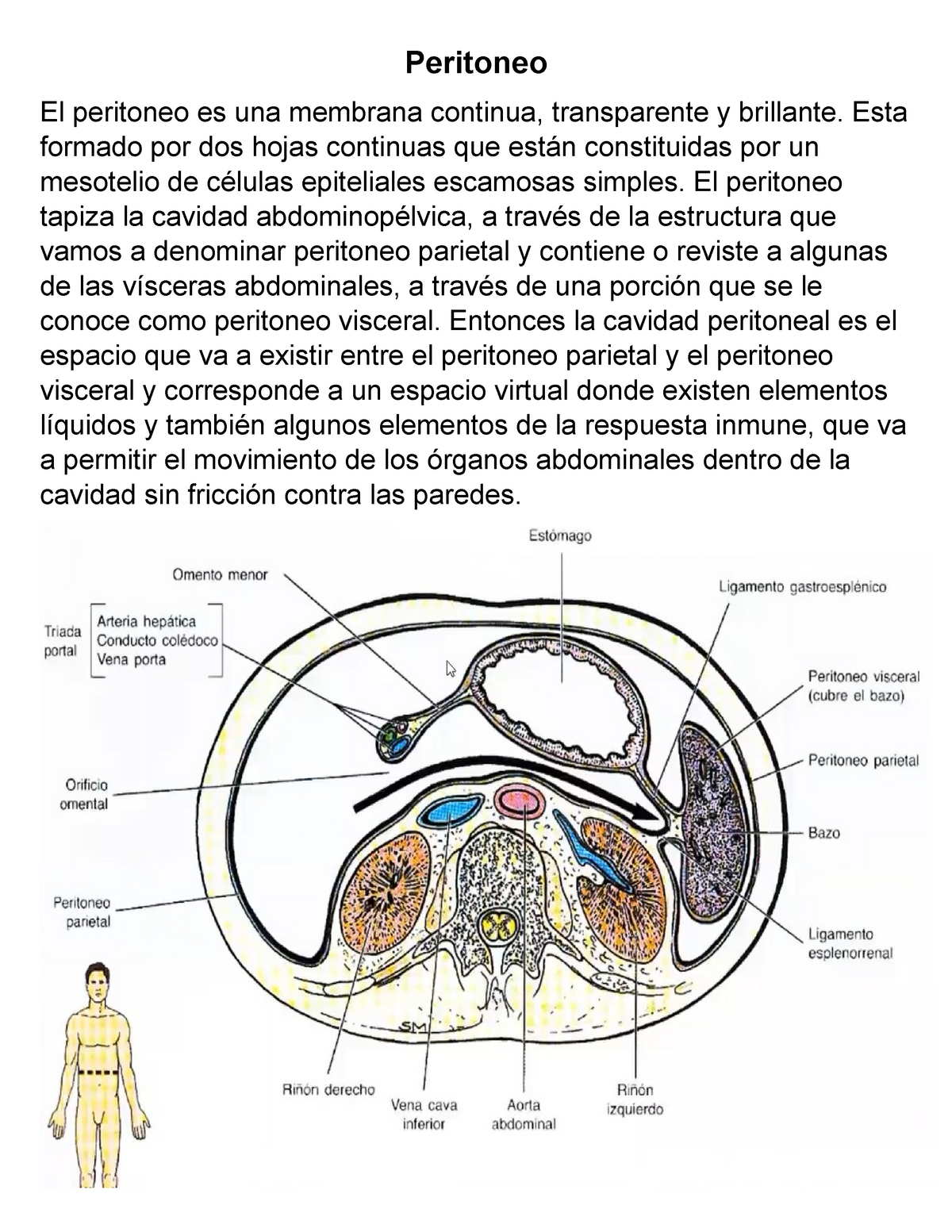 peritoneo visceral vs peritoneo parietal