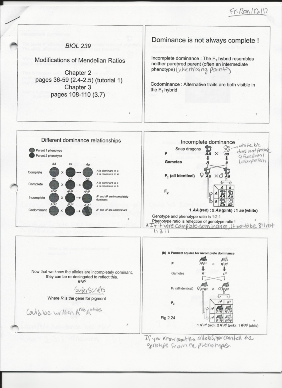 Set 1 Mendellian Ratios - R_—— / L‘rﬁenﬂw BIOL 239 Modiﬁcations Of ...